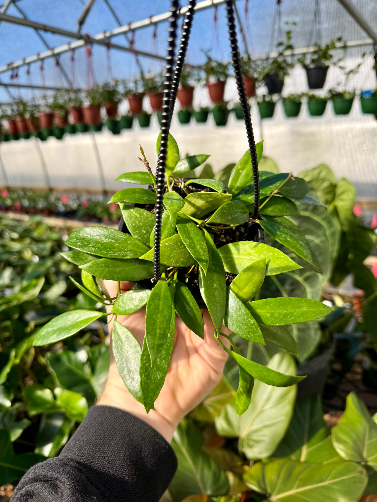 4" Hoya gracilis hanging basket - Canopy Plant Co.