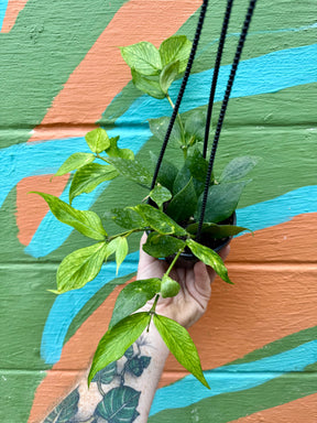 4" Hoya polyneura hanging basket - Canopy Plant Co.