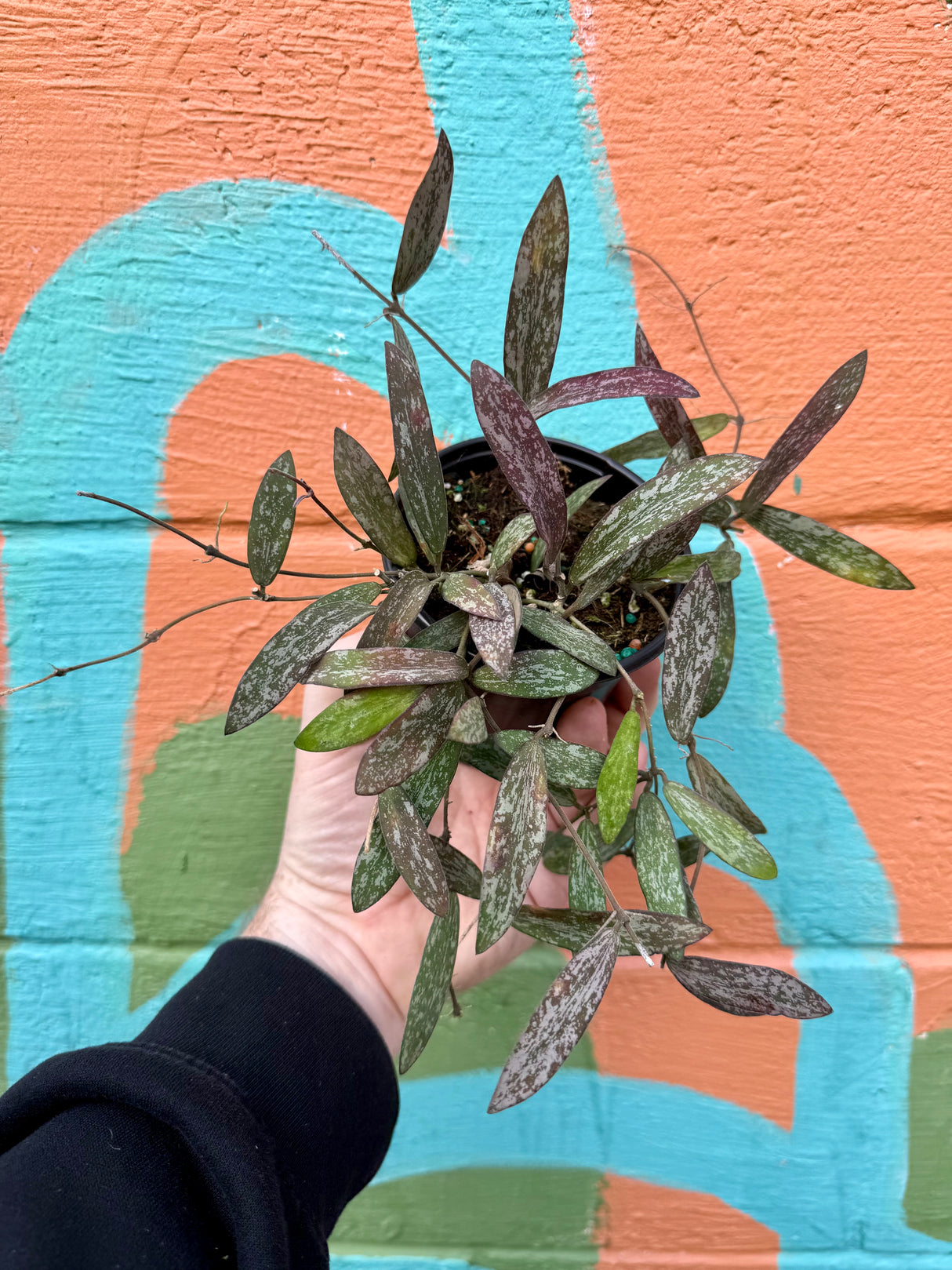 4" Hoya sigillatis - Canopy Plant Co.
