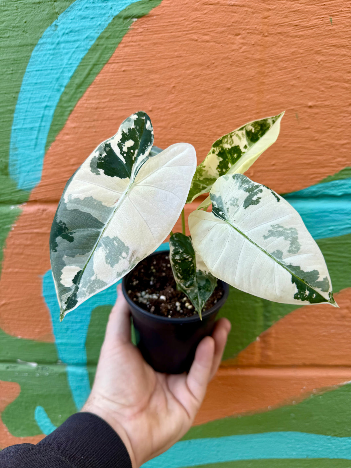 4” Alocasia 'Frydek' variegated