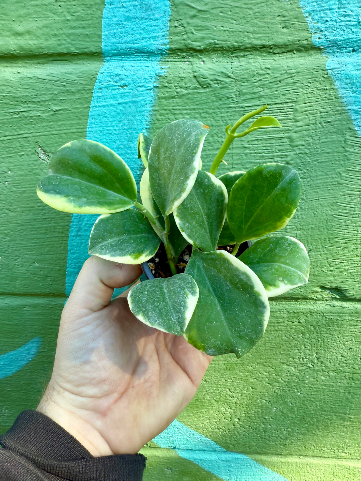 3” Hoya pachyclada outer variegated (starter)