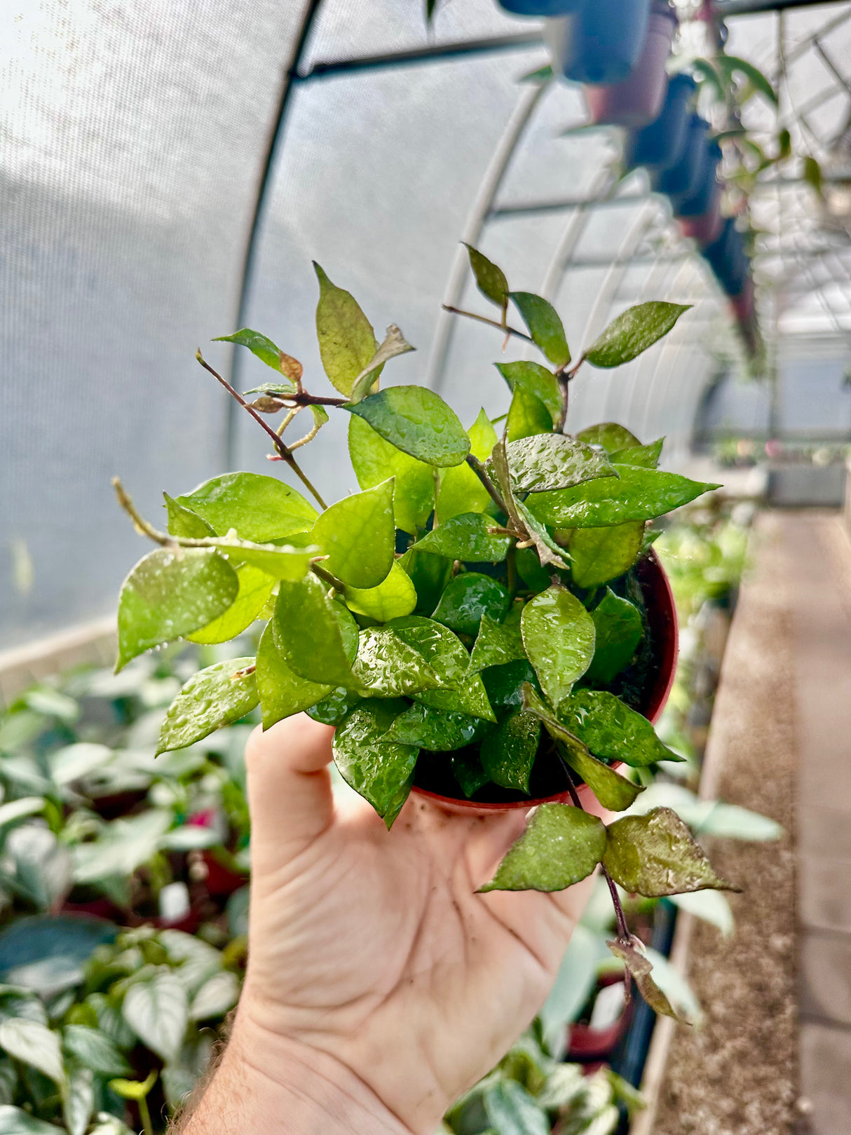 4" Hoya krohniana 'Black’