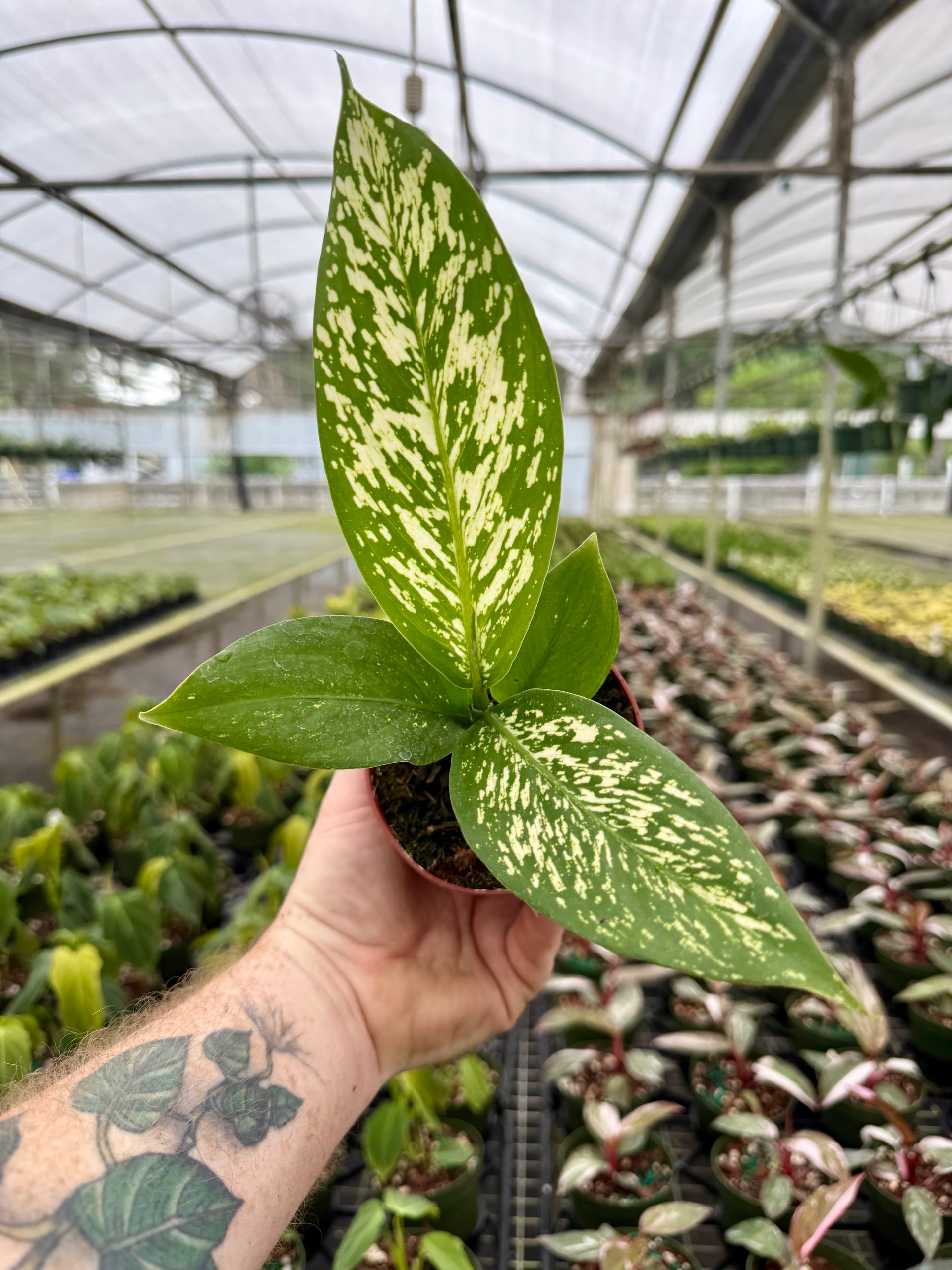 dieffenbachia nelly 4” Dieffenbachia 'White Etna' – Canopy Plant Co