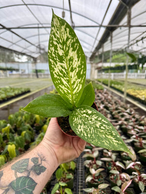 4” Dieffenbachia ‘White Etna’ - Canopy Plant Co.