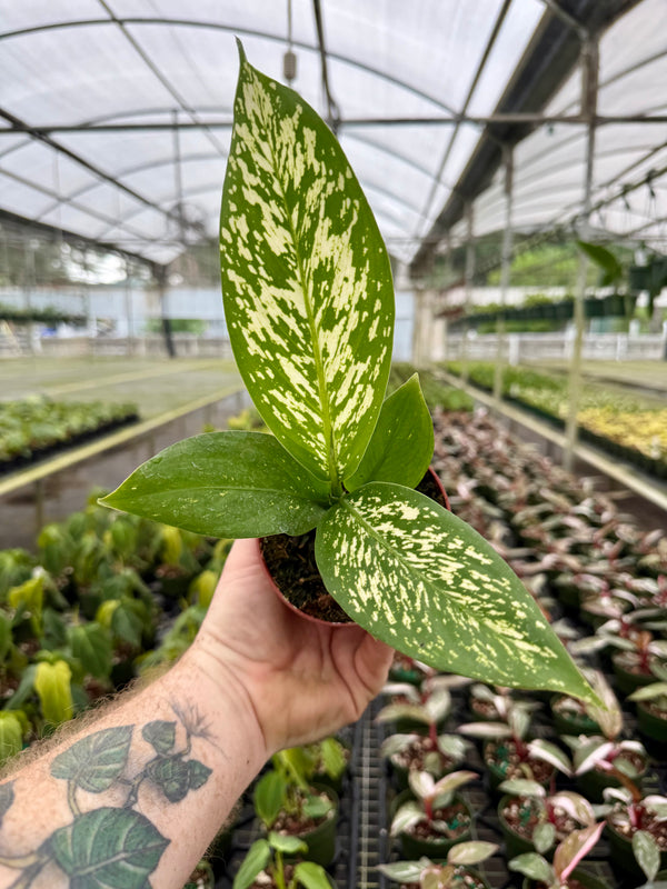4” Dieffenbachia 'White Etna' – Canopy Plant Co