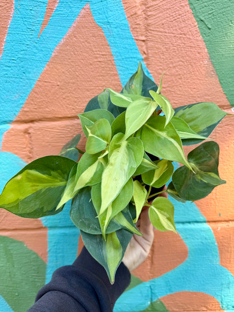 4" Philodendron ‘Brasil’ - Canopy Plant Co.