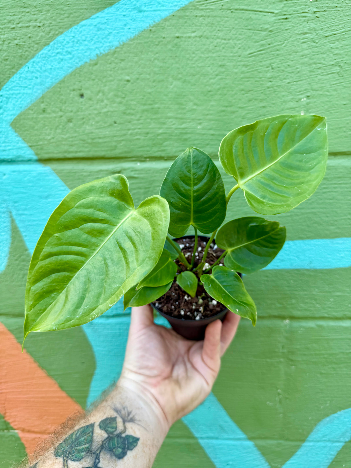 4” Anthurium veitchii