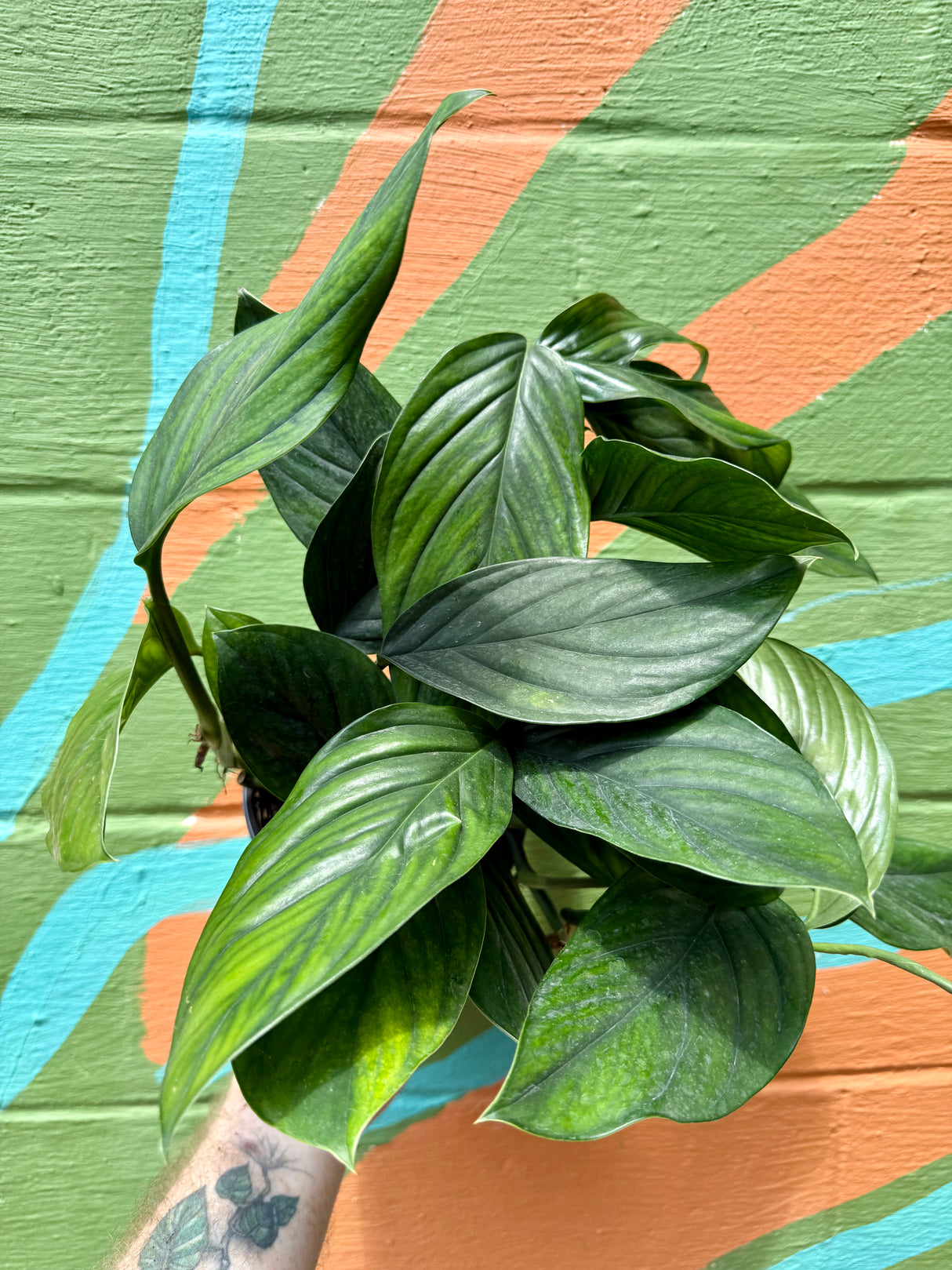 6" Monstera pinnatipartita 'Black Onyx'