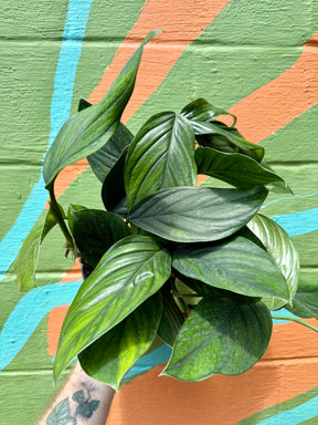 6" Monstera pinnatipartita 'Black Onyx' - Canopy Plant Co.