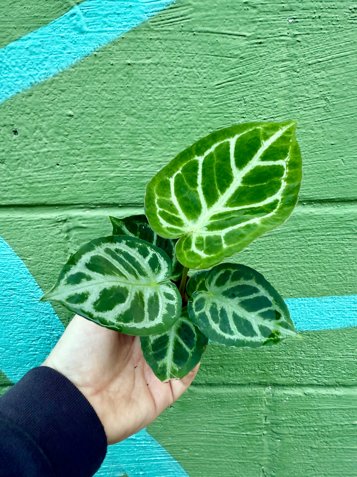 2” Anthurium ‘Silver Blush’