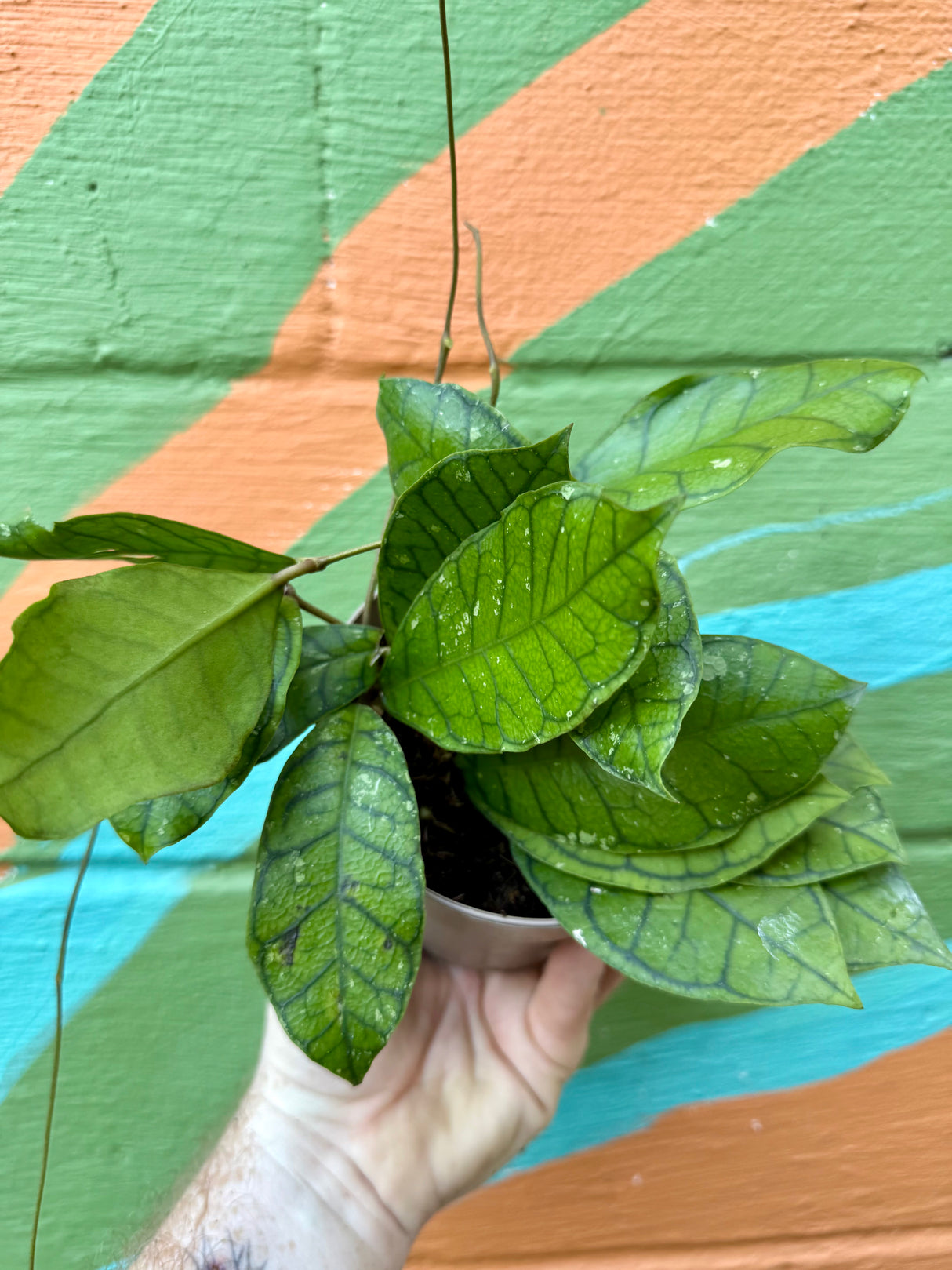 5" Hoya ranauensis - Canopy Plant Co.