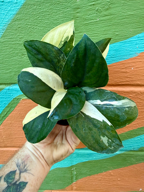 4" Scindapsus 'Jade Satin' albo variegated (white) - Canopy Plant Co.