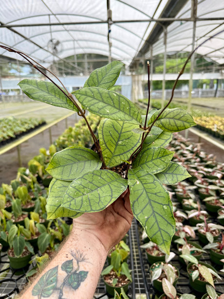 4” Hoya callistophylla 'Vena’ - Canopy Plant Co.