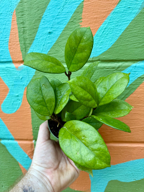 4” Hoya fungii - Canopy Plant Co.
