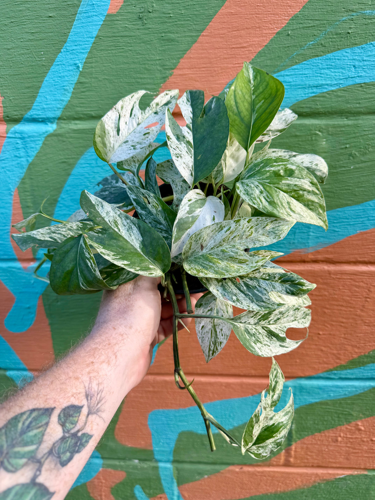 6” Epipremnum pinnatum 'Marble' - Canopy Plant Co.