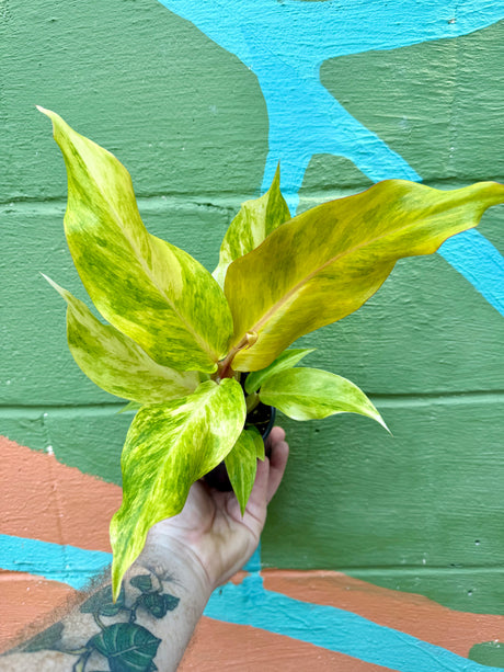 4” Philodendron ‘Orange Marmalade’ - Canopy Plant Co.