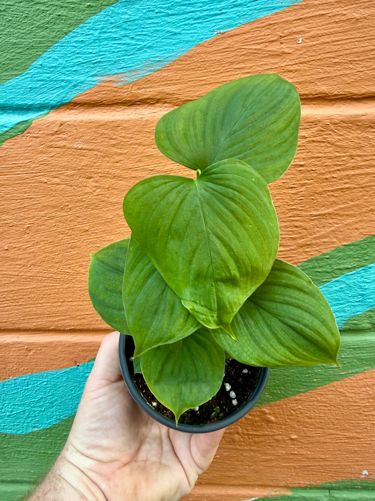 4" Philodendron fibraecataphyllum