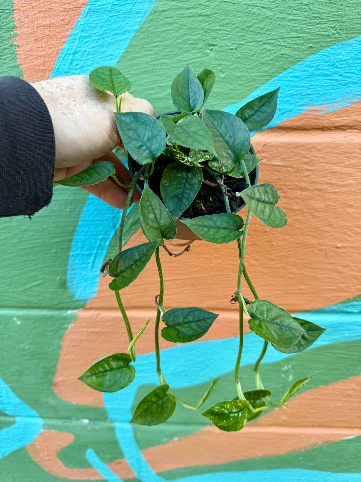 4” Pothos ‘Cebu Blue’