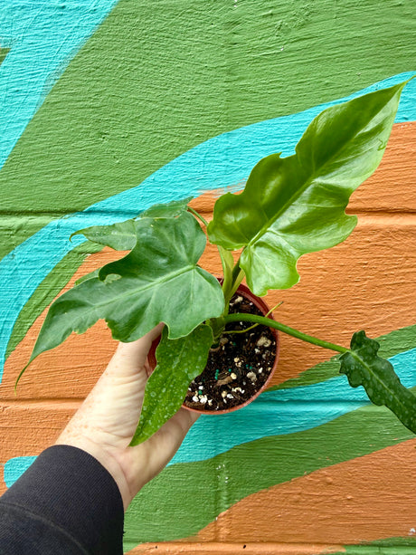 4” Philodendron mayoi - Canopy Plant Co.