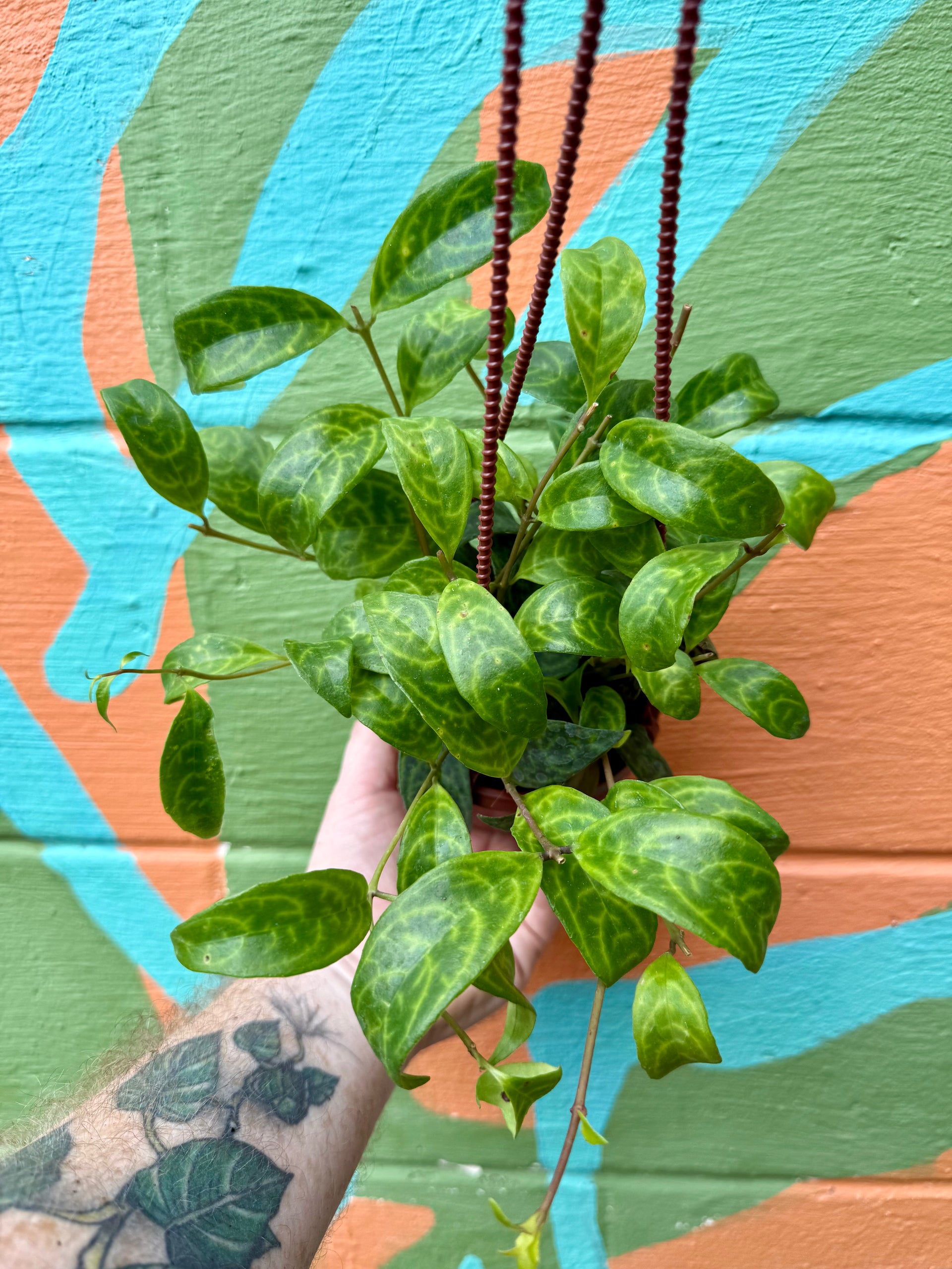 hanging lipstick plant 4" Black Pagoda lipstick (Aeschynanthus longicaulis) hanging basket