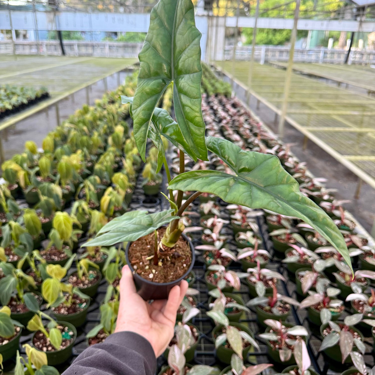 4" Alocasia 'Simpo'
