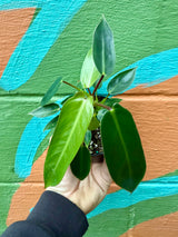 4" Philodendron ‘Spiritus Sancti’