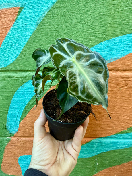 4" Alocasia 'Venom' - Canopy Plant Co.