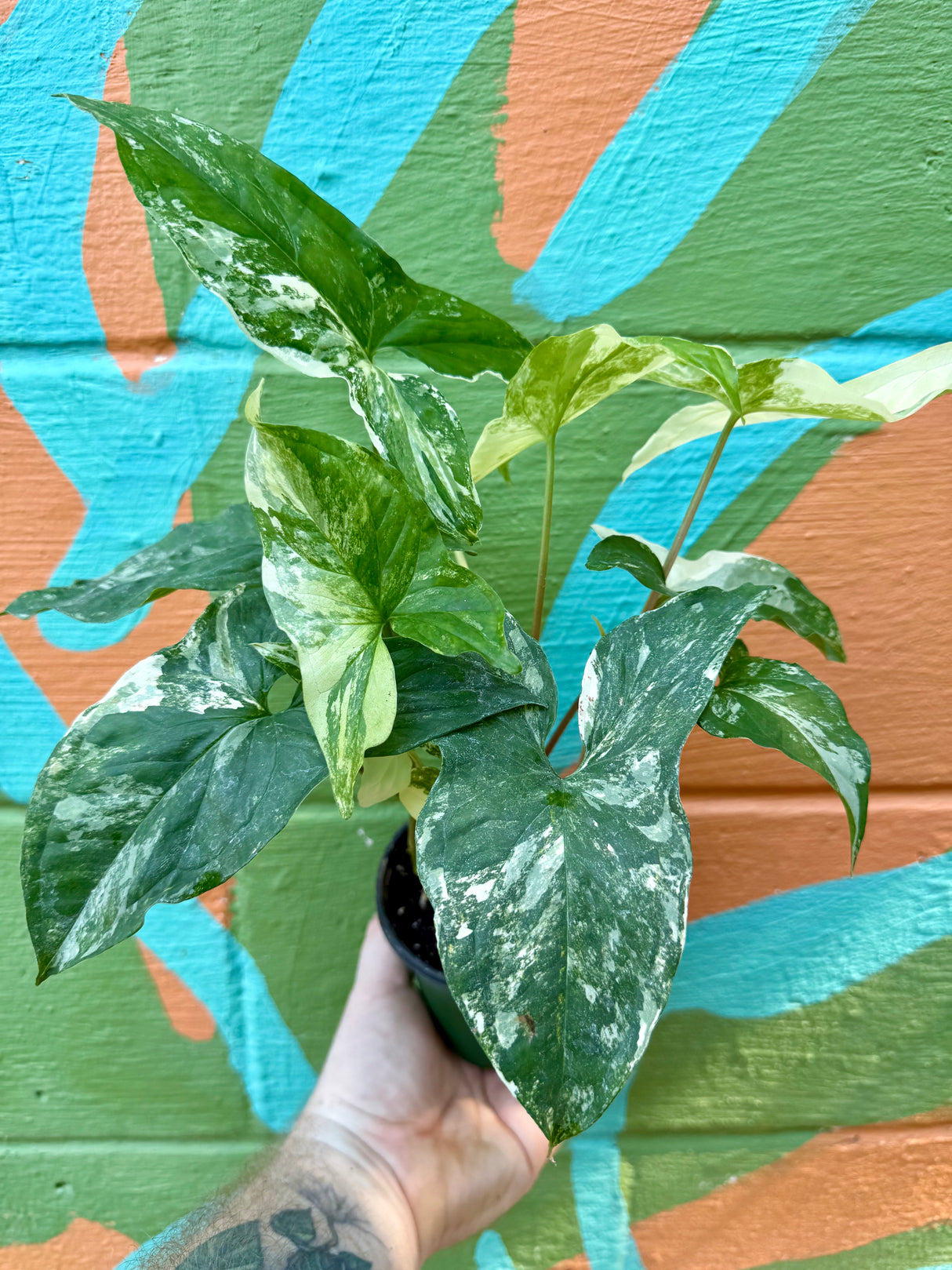 4” Syngonium Albo (white variegated) - Canopy Plant Co.