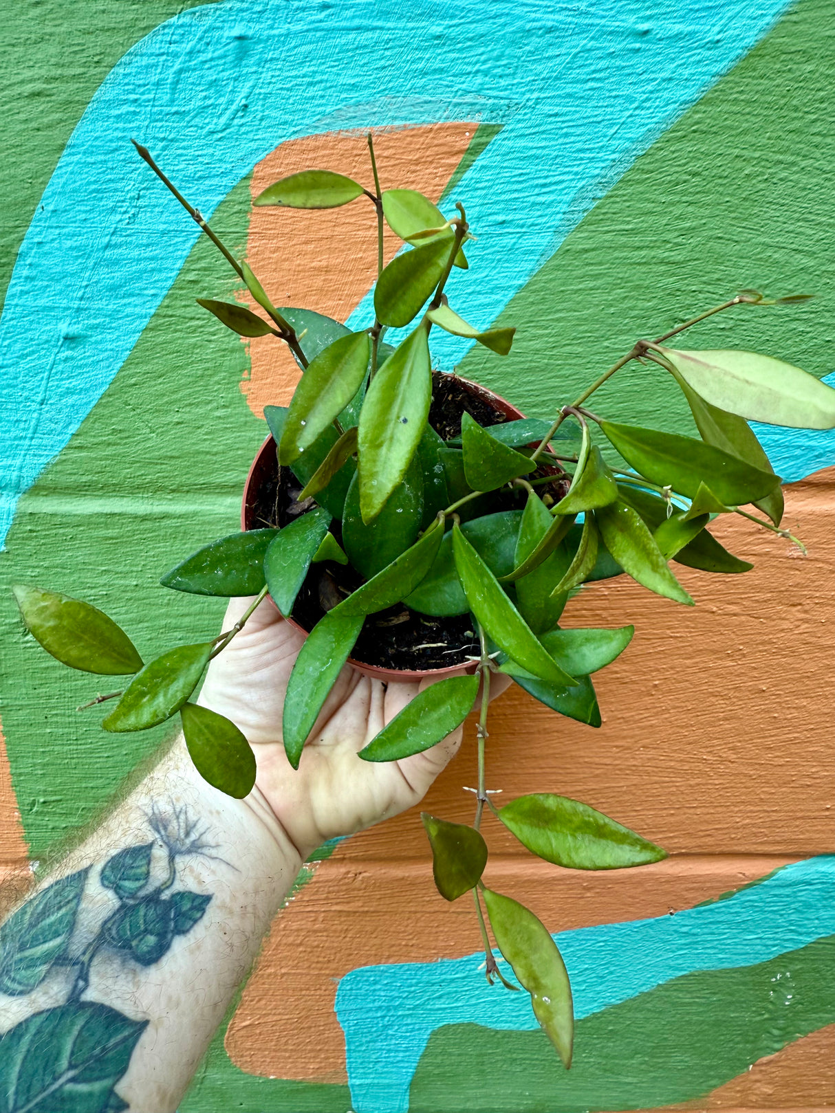 4" Hoya ‘Rosita’ - Canopy Plant Co.