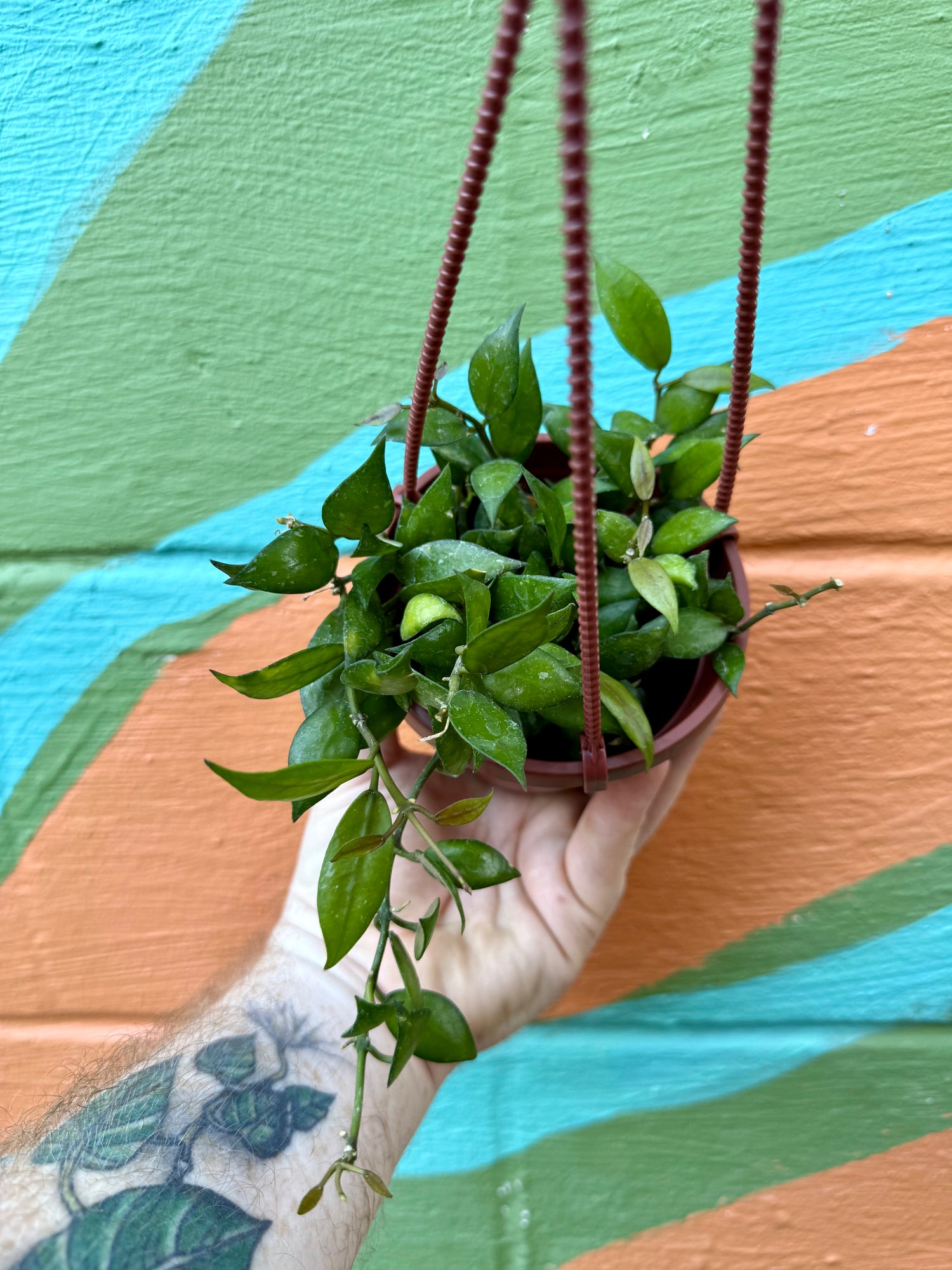 joann hanging planter 4" Hoya lacunosa hanging basket – Canopy Plant Co