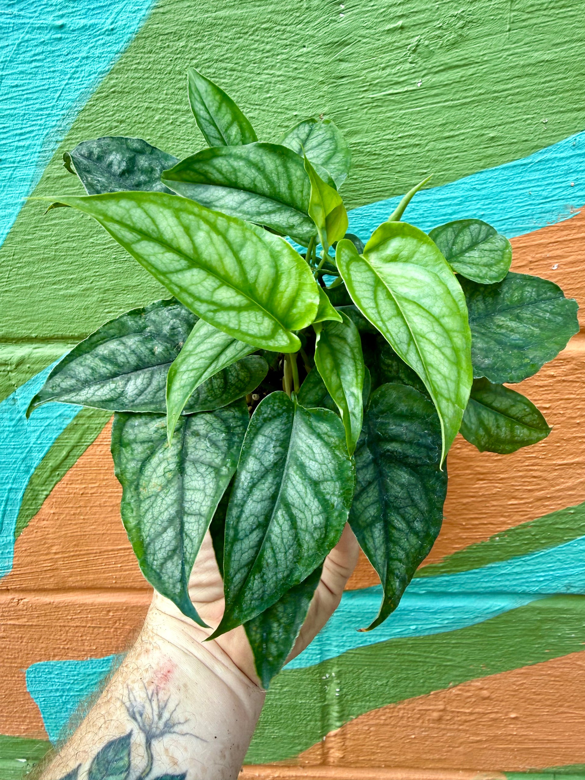 monstera siltepecana for sale 4" Monstera siltepecana – Canopy Plant Co