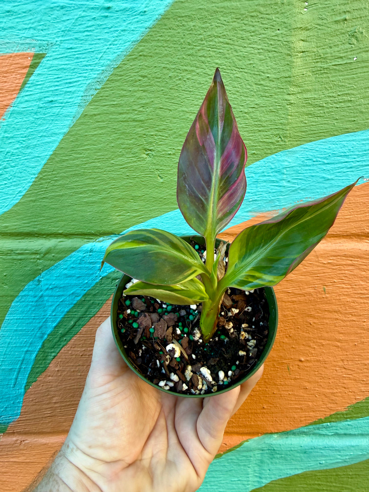 4" Musa Banana 'No No' pink variegated - Canopy Plant Co.