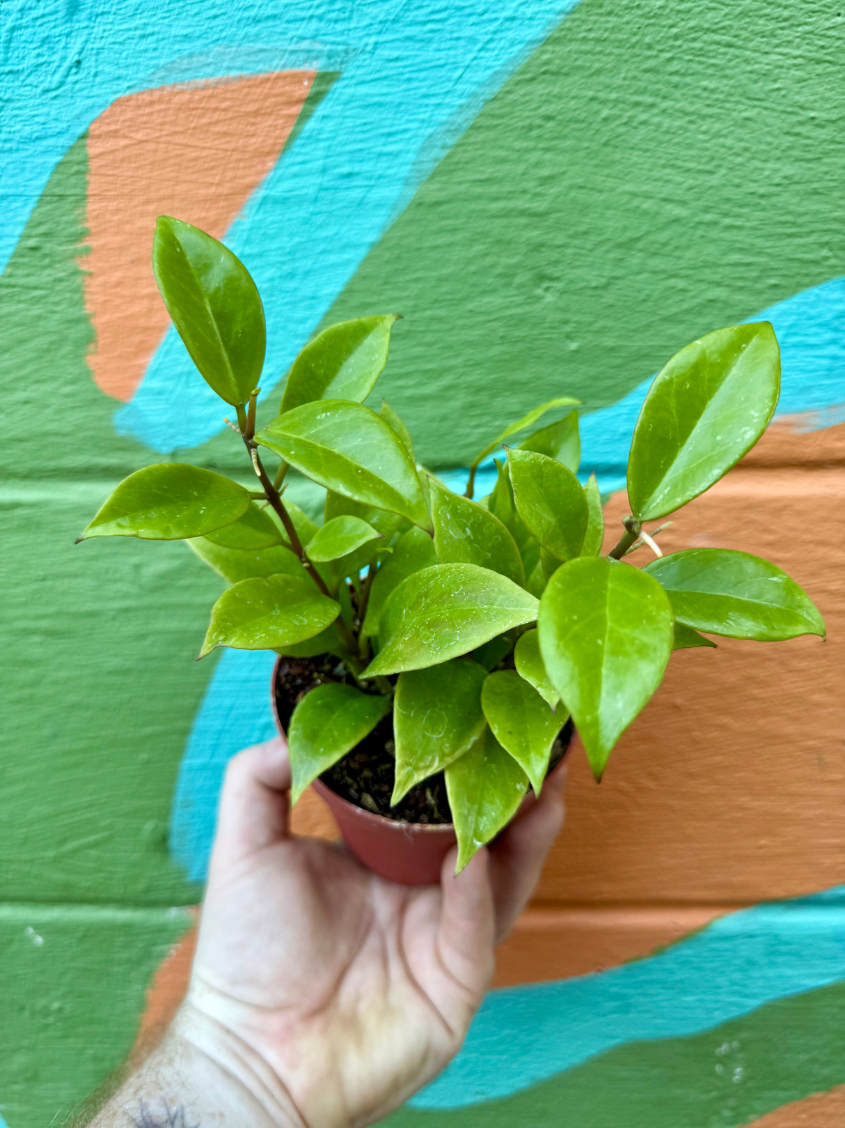 4” Hoya ‘Sunrise’ - Canopy Plant Co.