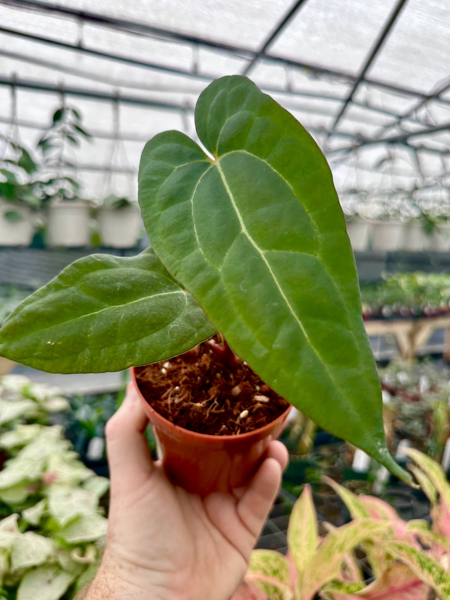 じ*ん様 Anthurium Ace of Spades 4” Anthurium 'Ace of Spades' x papillilaminum – Canopy Plant Co.