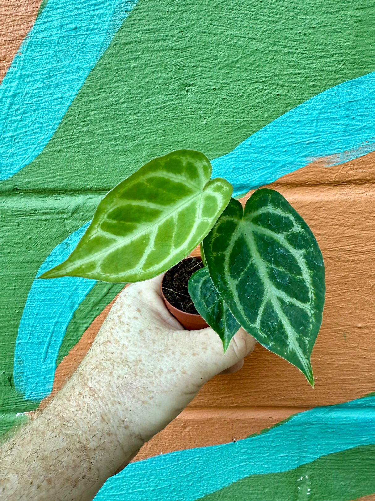 2” Anthurium Silver Blush