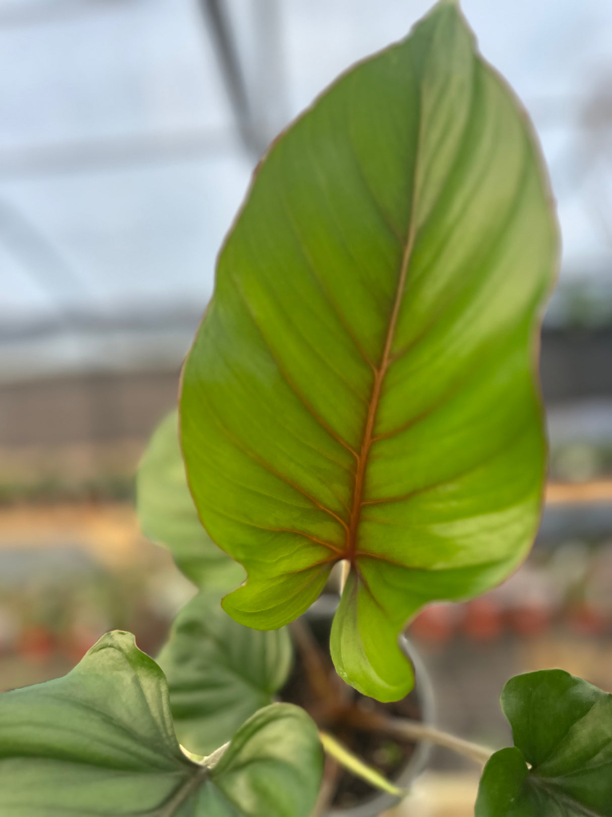 4" Adelonema Red Velvet