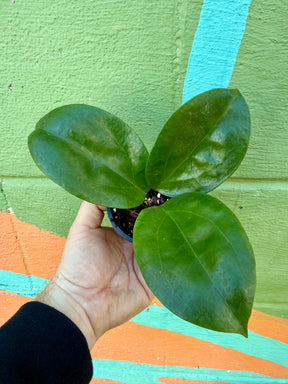 3” Hoya surigaoensis - Canopy Plant Co.