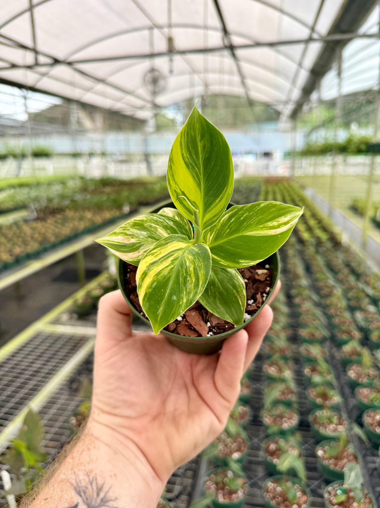 4" Musa Banana dwarf aurea variegated