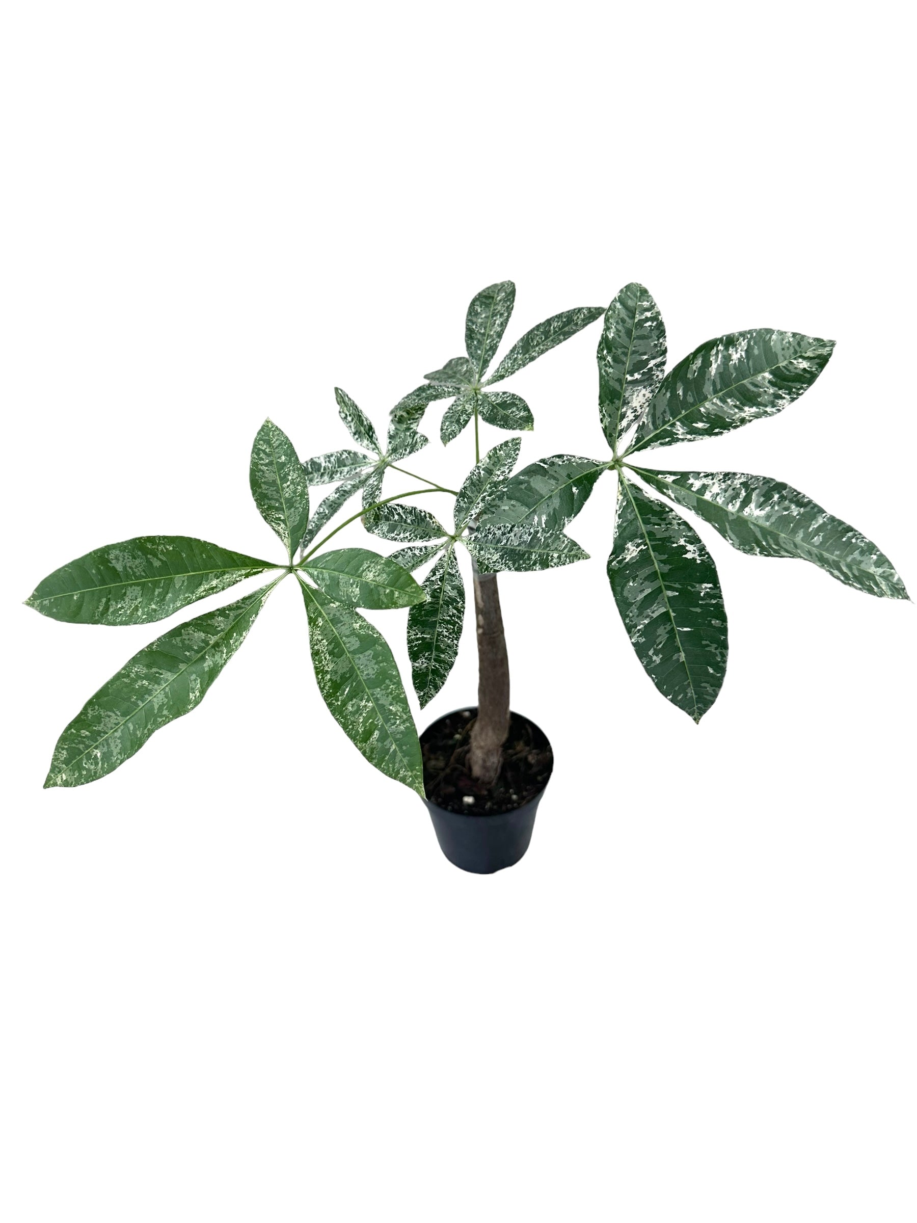 salem money plant 4" Pachira glabra 'Money Tree' variegated – Canopy Plant Co