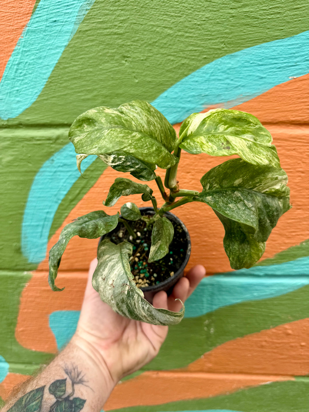 4" Rhaphidophora puberula variegated - Canopy Plant Co.