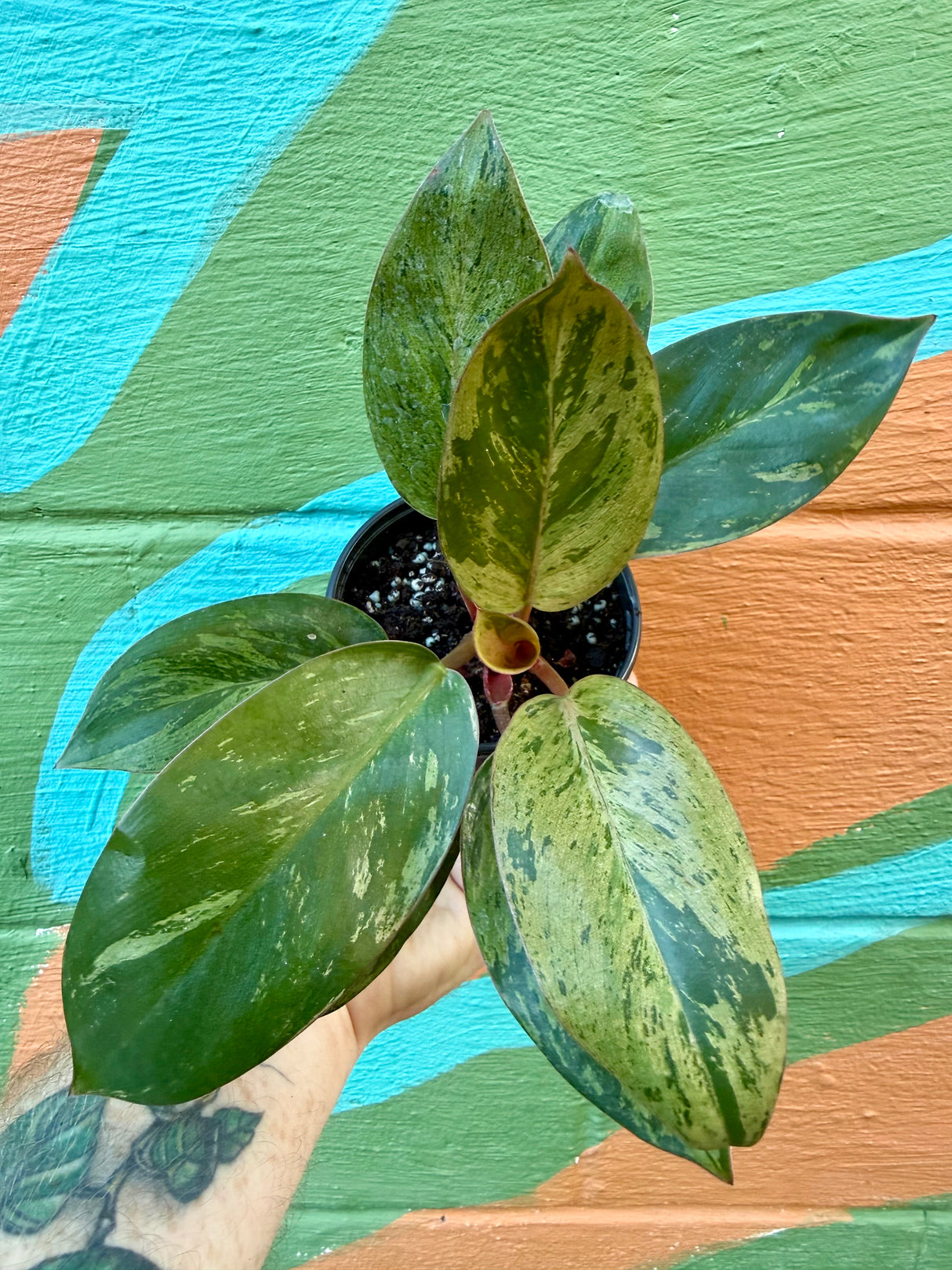 4" Philodendron 'Red Congo' variegated (Mint marble) - Canopy Plant Co.