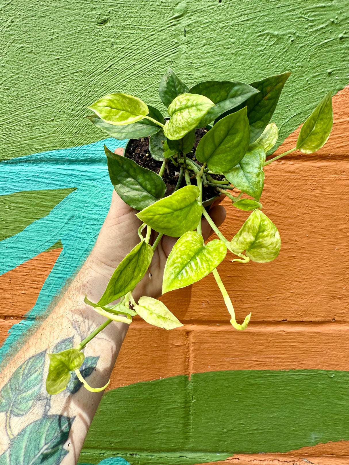 4” Pothos ‘Cebu Blue Ghost’ (variegated) - Canopy Plant Co.