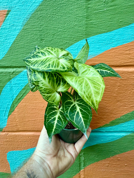 4" Syngonium ‘Batik’ - Canopy Plant Co.
