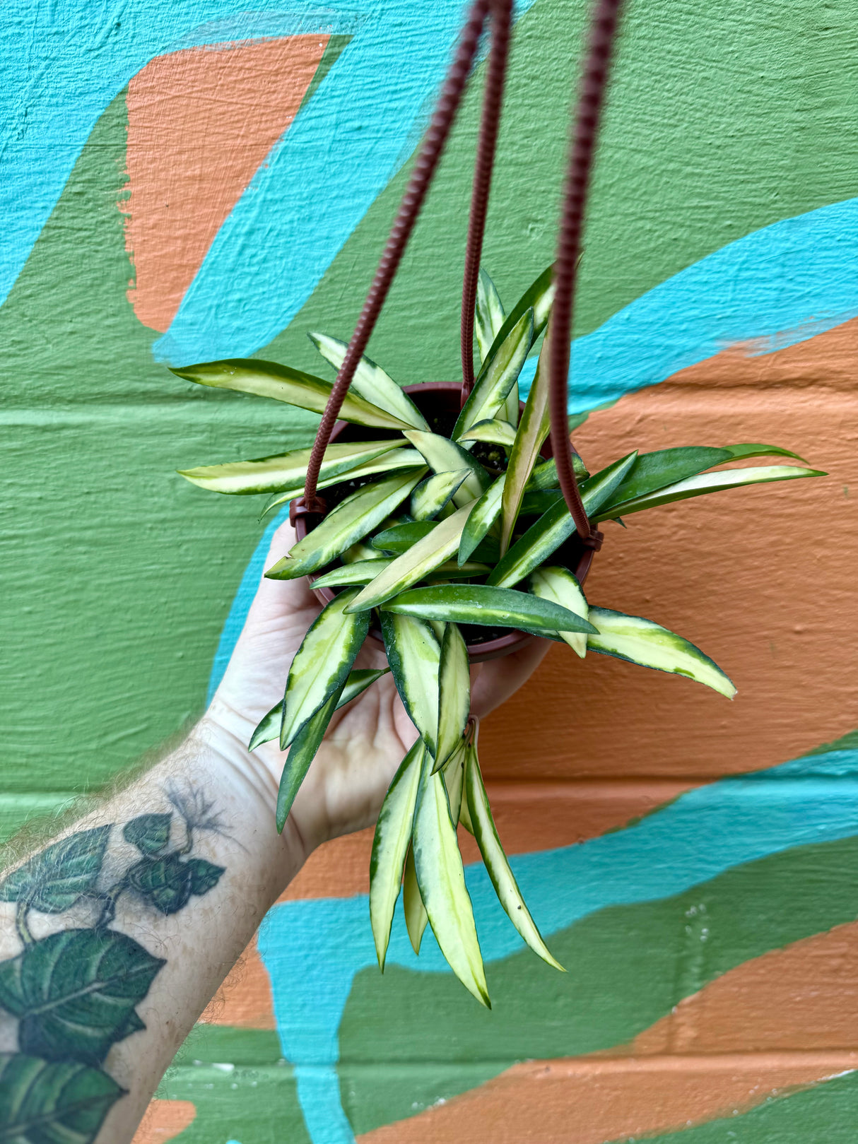 4" Hoya wayetii variegated hanging basket - Canopy Plant Co.