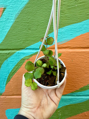 3" Hoya kanyakumariana hanging basket - Canopy Plant Co.