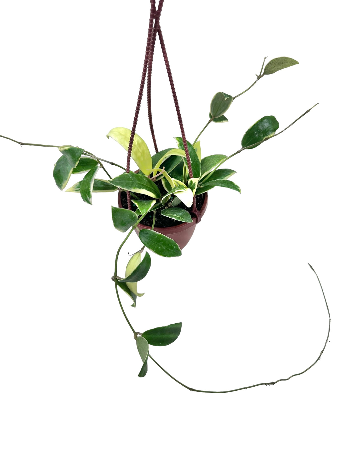 4" Hoya acuta outer variegated hanging basket