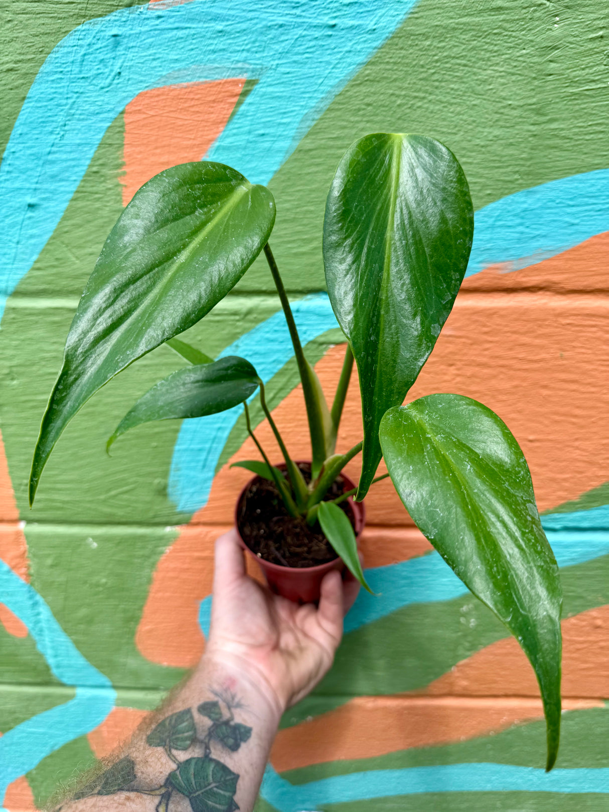 4” Monstera 'Burle Marx Flame' - Canopy Plant Co.
