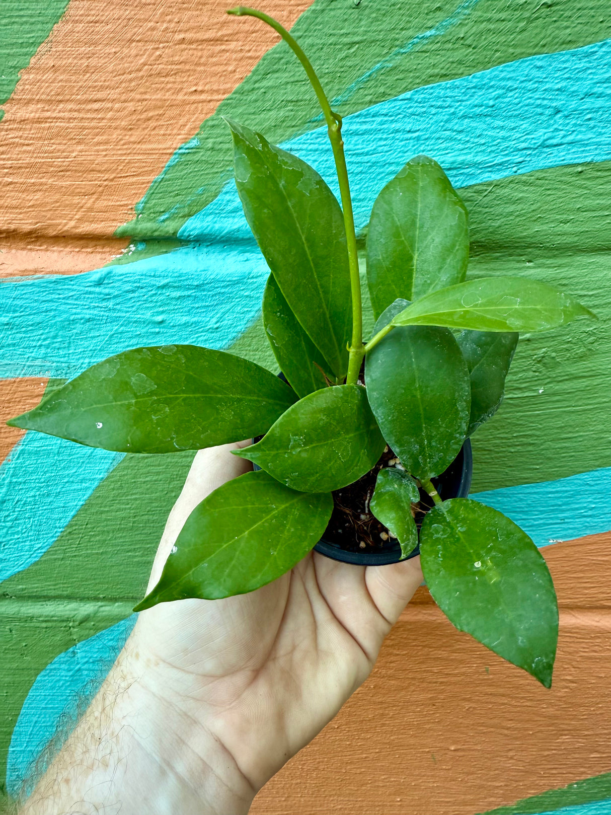 3" Hoya ‘Obscura’
