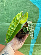 4" Philodendron billietiae variegated - Canopy Plant Co.