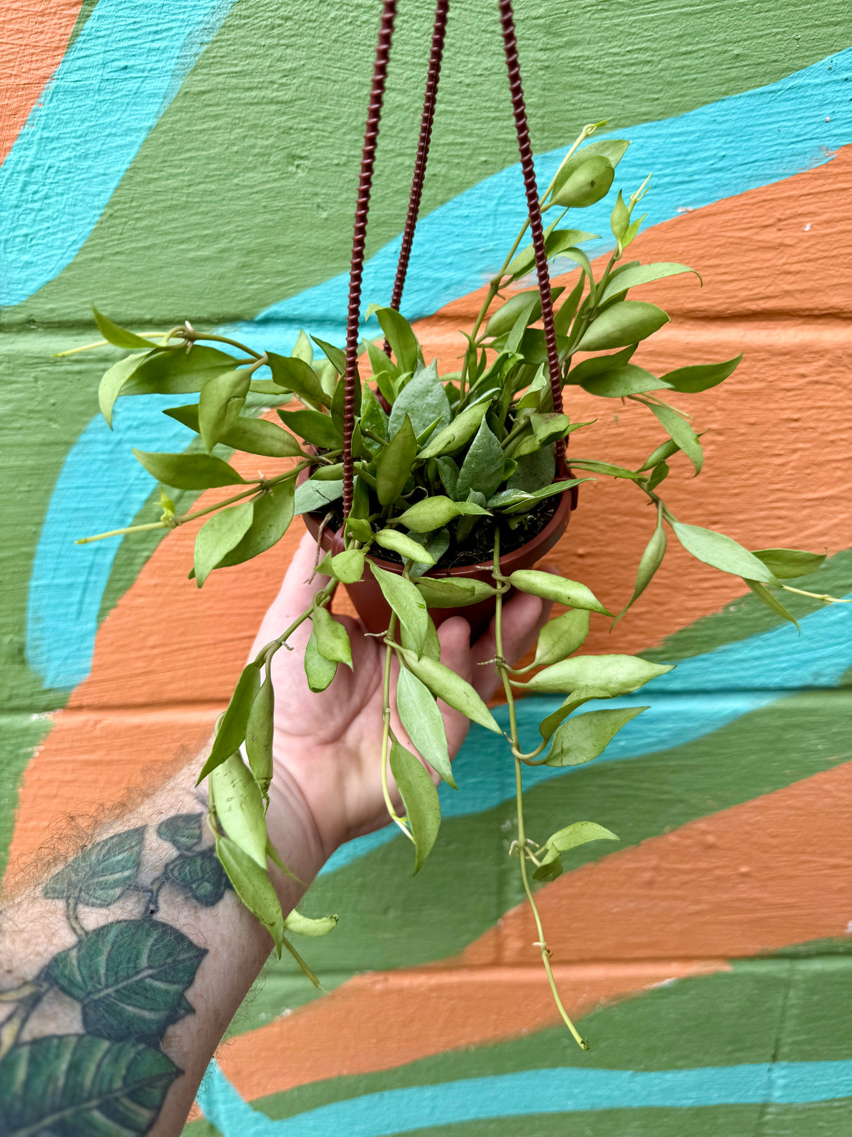 4" Hoya lacunosa 'Mint' hanging basket